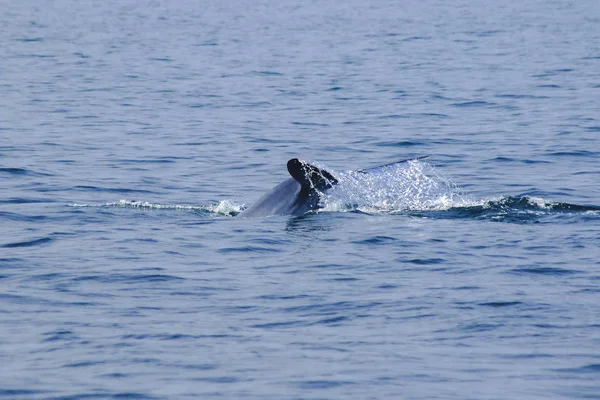 Cola Ballena Levantada Salpicaduras Agua — Foto de Stock