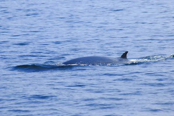 Ballena Bryde Ballena Del Edén Mar Tailandia Una Gran Ballena —  Fotos de Stock