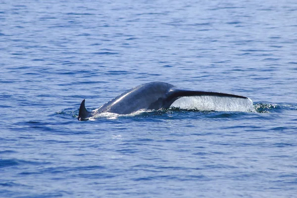 Whale Tail Raised Water Splashes — ストック写真