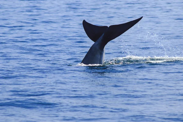 Китовий Хвіст Піднятий Бризки Води — стокове фото