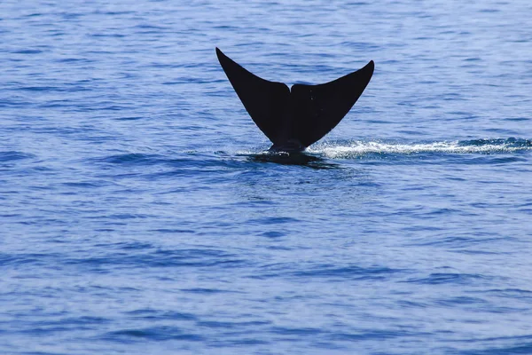 Cola Ballena Levantada Salpicaduras Agua — Foto de Stock