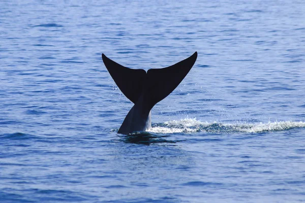 Queue Baleine Relevée Éclaboussures Eau — Photo
