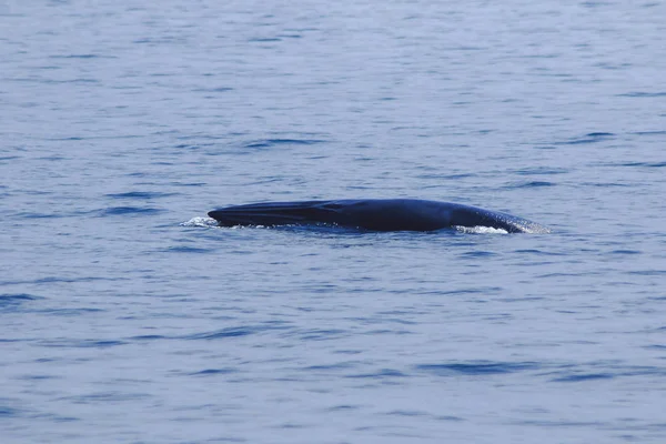 Balena Bryde Balena Eden Nel Mare Thailandia Una Grande Balena — Foto Stock