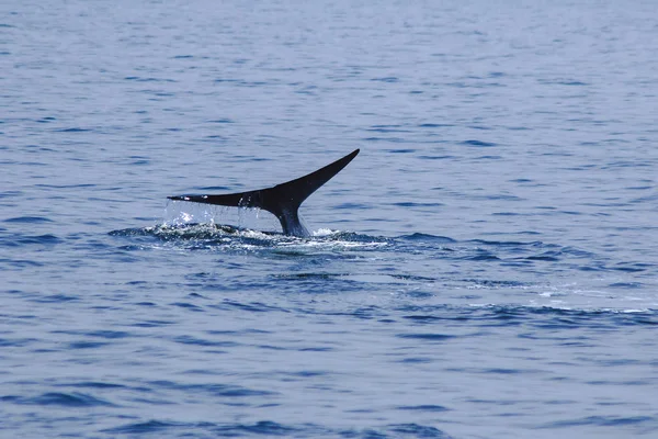 Ουρά Της Φάλαινας Υψώνεται Νερό Πιτσιλάει — Φωτογραφία Αρχείου