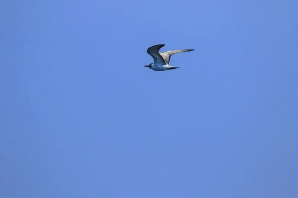 Little Tern Está Voando Little Tern Uma Pequena Ave Marinha — Fotografia de Stock