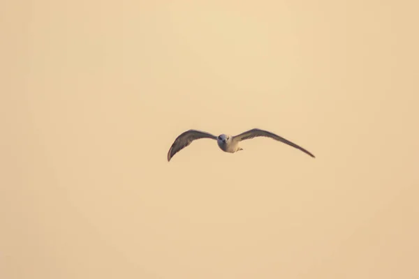 Petite Sterne Vole Petite Sterne Est Petit Oiseau Mer Nom — Photo