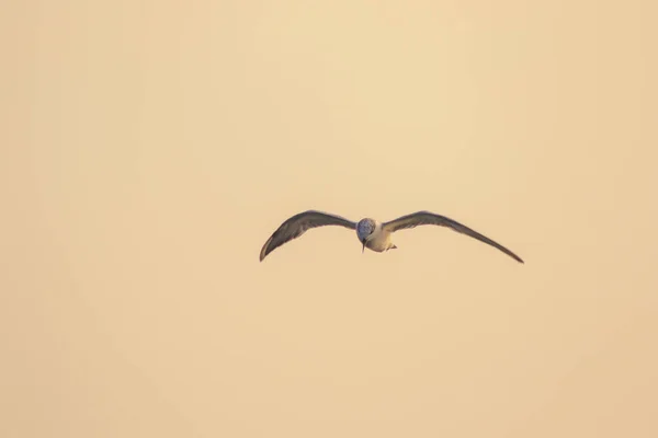 Kleine Seeschwalbe Fliegt Kleine Seeschwalbe Ist Ein Kleiner Seevögel Wissenschaftlicher — Stockfoto