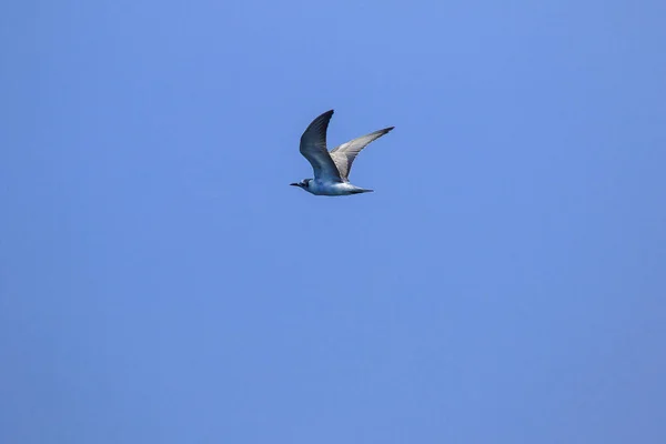 Little Tern Flying Little Tern Small Seabird Scientific Name Sternula — ストック写真