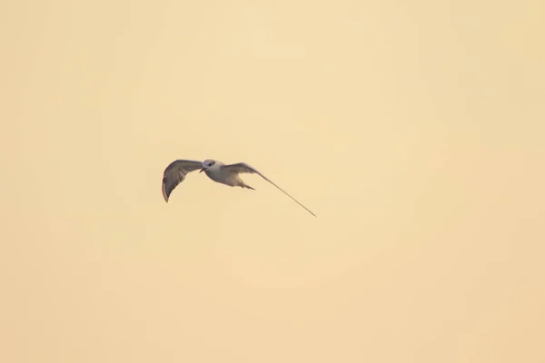 Kleine Seeschwalbe Fliegt Kleine Seeschwalbe Ist Ein Kleiner Seevögel Wissenschaftlicher — Stockfoto