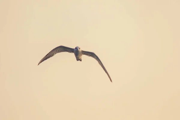 Kleine Seeschwalbe Fliegt Kleine Seeschwalbe Ist Ein Kleiner Seevögel Wissenschaftlicher — Stockfoto