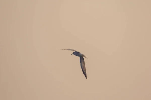 Little Tern Está Voando Little Tern Uma Pequena Ave Marinha — Fotografia de Stock