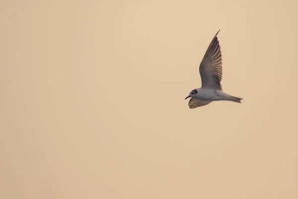 Liten Lykta Flyger Liten Lykta Liten Sjöfågel Vetenskapligt Namn Sternula — Stockfoto