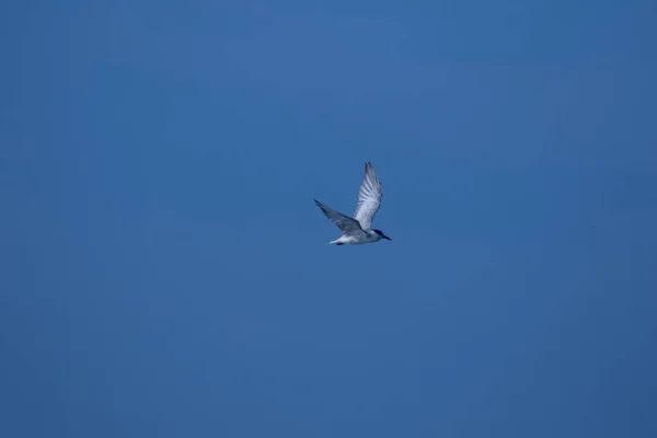 Little Tern Está Voando Little Tern Uma Pequena Ave Marinha — Fotografia de Stock