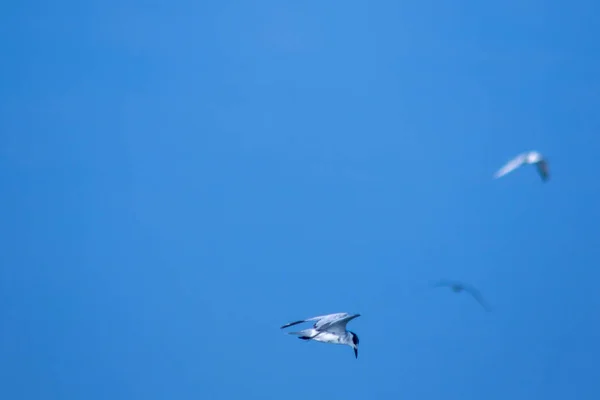 Little Tern Está Voando Little Tern Uma Pequena Ave Marinha — Fotografia de Stock