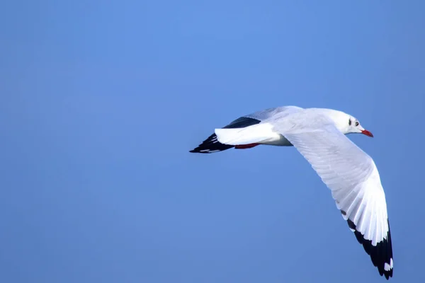 Чайки Летают Голубом Небе Чайки Чайки Чайки Птицы Среднего Размера — стоковое фото