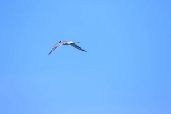 Little Tern Flying Little Tern Small Seabird Scientific Name Sternula — Stock Photo, Image