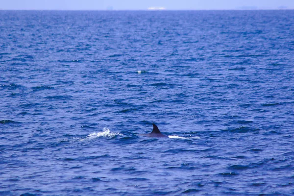 Bryde\'s whale, Eden\'s whale in the sea Thailand, is a large whale Is a mammal Featuring a curved dorsal fin. On the tail end