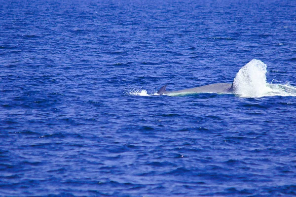 布赖德的鲸鱼 泰国海里的伊甸园鲸 是一种大型的哺乳动物 其背鳍呈弧形 在尾端 — 图库照片