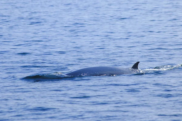 Baleia Bryde Baleia Éden Mar Tailândia Uma Grande Baleia Mamífero — Fotografia de Stock