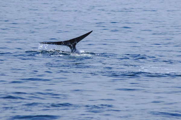 Whale Tail Raised Water Splashes — ストック写真