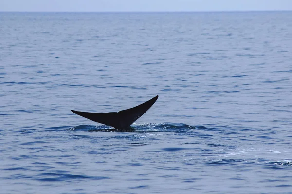 Whale Tail Raised Water Splashes — Stock Photo, Image