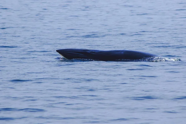 Φάλαινα Του Μπράιντε Φάλαινα Της Εδέμ Στη Θάλασσα Της Ταϊλάνδης — Φωτογραφία Αρχείου