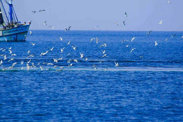 Muchas Gaviotas Vuelan Alimentan Peces Mar Gaviotas Gaviotas Buceando Agua — Foto de Stock