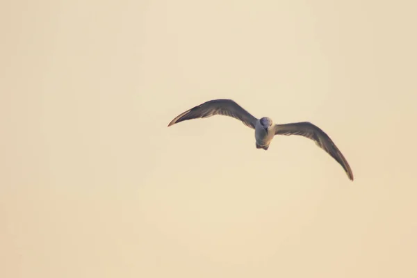 Kleine Seeschwalbe Fliegt Kleine Seeschwalbe Ist Ein Kleiner Seevögel Wissenschaftlicher — Stockfoto