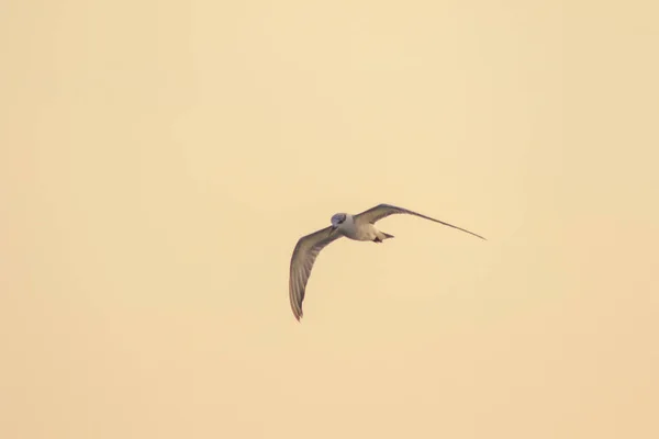 Little Tern Está Voando Little Tern Uma Pequena Ave Marinha — Fotografia de Stock