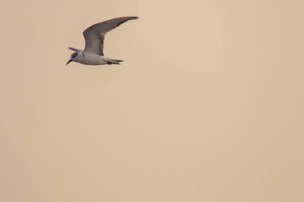 Little Tern Está Voando Little Tern Uma Pequena Ave Marinha — Fotografia de Stock