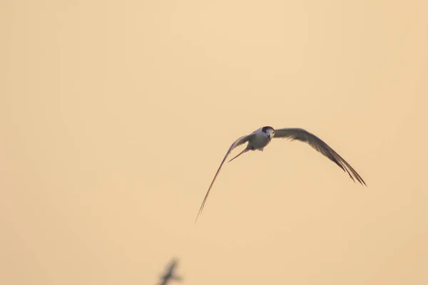 Liten Lykta Flyger Liten Lykta Liten Sjöfågel Vetenskapligt Namn Sternula — Stockfoto