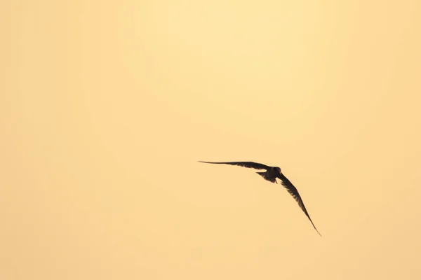 Little Tern Está Voando Little Tern Uma Pequena Ave Marinha — Fotografia de Stock