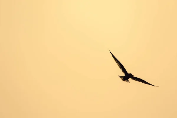 Liten Lykta Flyger Liten Lykta Liten Sjöfågel Vetenskapligt Namn Sternula — Stockfoto