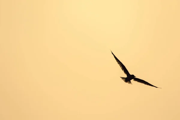 Little Tern Está Voando Little Tern Uma Pequena Ave Marinha — Fotografia de Stock