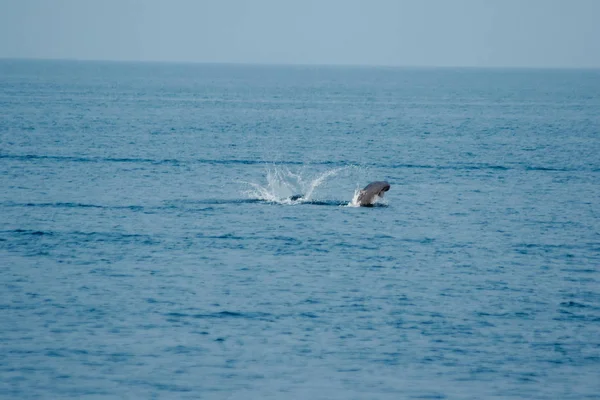 Tayland Dan Phins — Stok fotoğraf