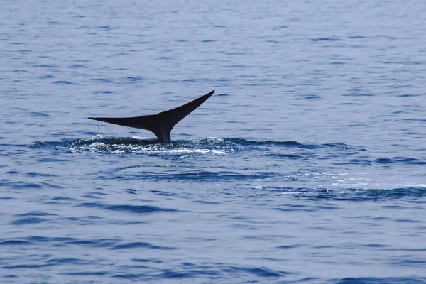 Cola Ballena Levantada Salpicaduras Agua — Foto de Stock