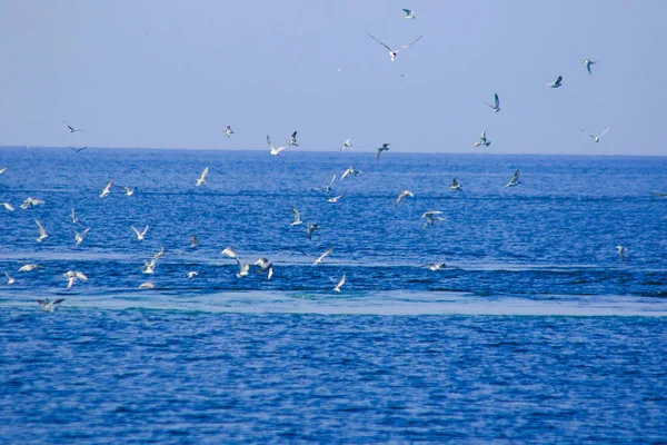 Многие Чайки Летать Питаться Рыбой Sea Seagulls Чайки Ныряя Воду — стоковое фото