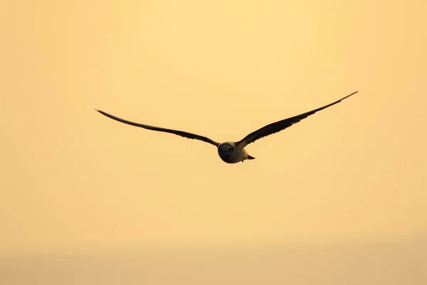 Little Tern Está Voando Little Tern Uma Pequena Ave Marinha — Fotografia de Stock