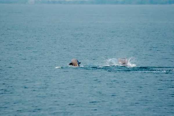 Tayland Dan Phins — Stok fotoğraf