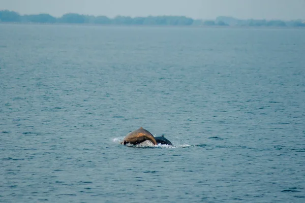 Tayland Dan Phins — Stok fotoğraf