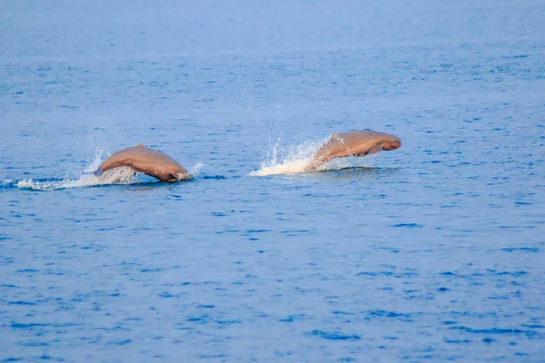 Tayland Dan Phins — Stok fotoğraf