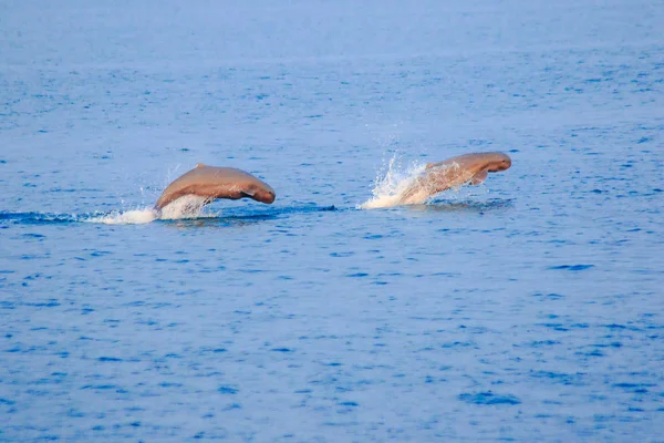 Tayland Dan Phins — Stok fotoğraf