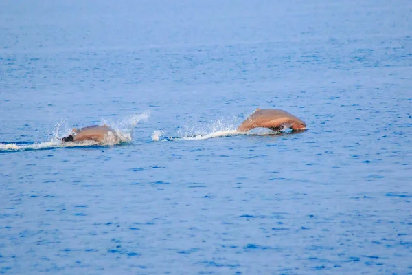 Tayland Dan Phins — Stok fotoğraf