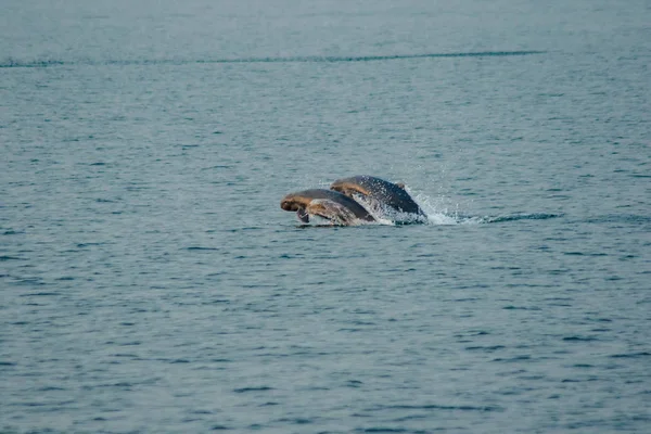 Tayland Dan Phins — Stok fotoğraf