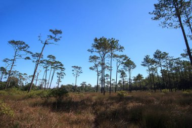 Aşağıdan Khasiya Pine manzarası, açık mavi gökyüzü. Uzun ömürlü düz bir gövde..