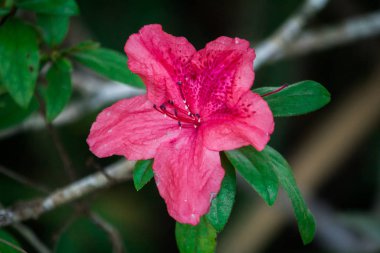 Azalea, soğuk mevsimde güzel çiçekler için çiçek açıyor.