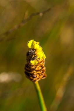 Lentibulariaceae böceksi bir bitkidir. Sarı yabani çiçekler 10-15 cm boyunda küçük kümeler halinde büyürler.