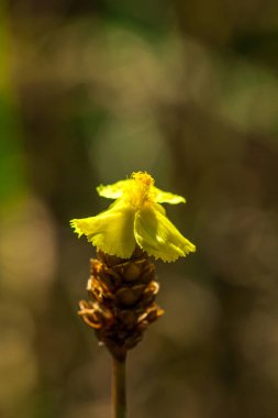 Lentibulariaceae böceksi bir bitkidir. Sarı yabani çiçekler 10-15 cm boyunda küçük kümeler halinde büyürler.