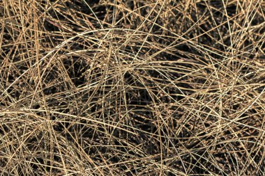 Doğada saman çimeni