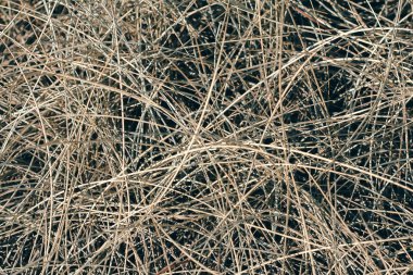 Doğada saman çimeni